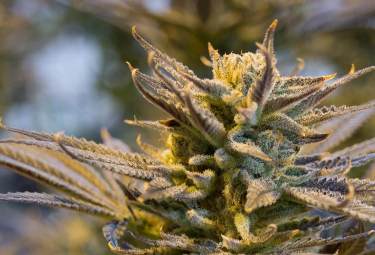 Jakie zalety posiada medyczna marihuana?